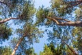 Bottom view of tall pine trees. Tree branches against the blue sky Royalty Free Stock Photo