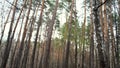 Bottom view of tall trees in a forest on bright cloudy sky background. Concept. Environment and ecology, pine tree Royalty Free Stock Photo