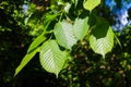 Bottom view tall trees and green branches in the blue sky on Sunny day for background, purposely blurry image, Green forest