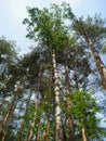 Bottom view of tall trees in a mixed forest. Blue sky in background. Concept of nature protection, seasons Royalty Free Stock Photo