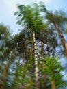 Bottom view of tall trees in a mixed forest in summer. Blue sky in background. Artistic circular blur. Concept of nature