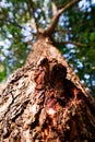 Bottom view of texture tree trunk to blurred leaves of big tree in public park. Fresh environment in park Royalty Free Stock Photo