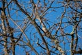 Thursh bird camouflaged in the tree branches Royalty Free Stock Photo