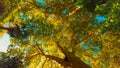 Bottom View Timelapse On Platanus, Or Cerifolia, Platanus Hispanica, Hybrid Plane. Movement Of Shadows On Ground Royalty Free Stock Photo