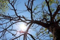 Bottom view to the tree. Sun rays in the tree crown. Royalty Free Stock Photo