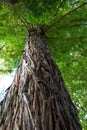 Bottom view to the tree top of a huge in jungle forest. Nature background Royalty Free Stock Photo