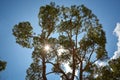 Bottom view to the tree top of a tree in jungle forest. Sun rays in the tree crown. Nature background Royalty Free Stock Photo