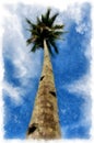 Bottom view of the top of a palm tree against a blue sky Royalty Free Stock Photo