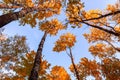 Bottom view on the tops of aspens in a colorful autumn forest against a blue sky Royalty Free Stock Photo