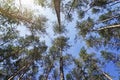 Bottom view of the tops of pine trees