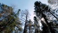 Bottom view of tops of pine trees in forest on background blue sky. Clip. Dizzying view of tops of pine trees on sunny