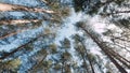 Bottom view of tops of pine trees in forest on background blue sky. Clip. Dizzying view of tops of pine trees on sunny