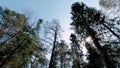 Bottom view of tops of pine trees in forest on background blue sky. Clip. Dizzying view of tops of pine trees on sunny