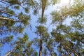 Bottom view of the tops of pine trees