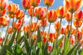 Bottom view transparant orange and yellow tulips with blue sky b