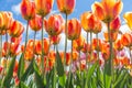 Bottom view transparant orange and yellow tulips with blue sky b