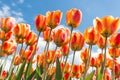 Bottom view transparant orange and yellow tulips with blue sky b