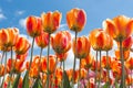 Bottom view transparant orange and yellow tulips with blue sky b Royalty Free Stock Photo