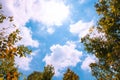 bottom view tree with blue sky in summer background