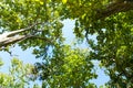 Bottom view of tree and branches with green leaves and blue sky Royalty Free Stock Photo