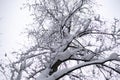 Bottom view on tree covered with snow after snowfall Royalty Free Stock Photo