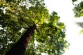 bottom view of tree in jungle and lighting of morning.forest and environment concept