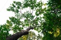 bottom view of tree in jungle and lighting of morning.forest and environment concept