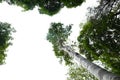 bottom view of tree in jungle and lighting of morning.forest and environment concept