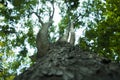 Bottom view of tree in jungle and lighting of morning.forest and environment concept