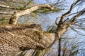 Bottom view of a tree without leaves. Small green leaves have recently begun to blossom. The winding curves of a tree.