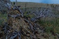 bottom view of tree root with geometric yellow stones inside. Fallen gray dark dry tree after fire. Blue coastline