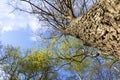 bottom view of the tree trunk and the blue clear sky. nature. Royalty Free Stock Photo