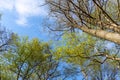 bottom view of the tree trunk and the blue clear sky. nature. Royalty Free Stock Photo