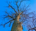 Bottom view of tree trunk