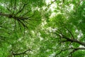 Bottom view of tree trunk to green leaves of tree in tropical forest. Fresh environment in park. Green plant give oxygen in summer