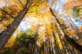 Bottom view trees in beautiful sunlit autumn forest Royalty Free Stock Photo