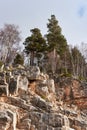 Bottom view of trees growing on rock. Beautiful bare deciduous trees and evergreen pines and firs grow in row on the bluff at top