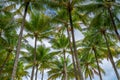 Bottom view of tropical palm trees leaves in blue sky background Natural exotic photo frame Leaves on the branches of coconut palm Royalty Free Stock Photo