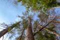 Bottom view of trunks and crowns of pines with branches against a blue sky