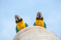 Bottom view of two macaws in their nest Royalty Free Stock Photo