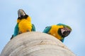 Bottom view of two macaws in their nest Royalty Free Stock Photo