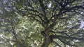 Bottom view up of big plane trees or Platanus in a park. Sunlight on the tree crown. Nature background Royalty Free Stock Photo