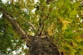 A very big secular oak on autumn Royalty Free Stock Photo