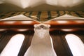 Bottom view of a wedding dress on a hanger on a background of wooden texture of windows and curtains.