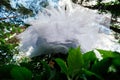 Bottom view of wedding dress hanging on the tree. Abstract overhang wedding dress