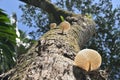 Bottom view of a white cap mushroom growing on the surface of a dead coconut trunk