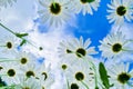 Bottom view of white daisies in garden. Chamomile flowers against blue sky. Royalty Free Stock Photo
