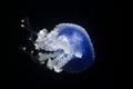 Bottom view of a white spotted jellyfish in front of a black background Royalty Free Stock Photo