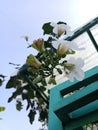 bottom view of white thunbergia flower buds