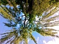 Bottom view of the willow crown against the sky Royalty Free Stock Photo